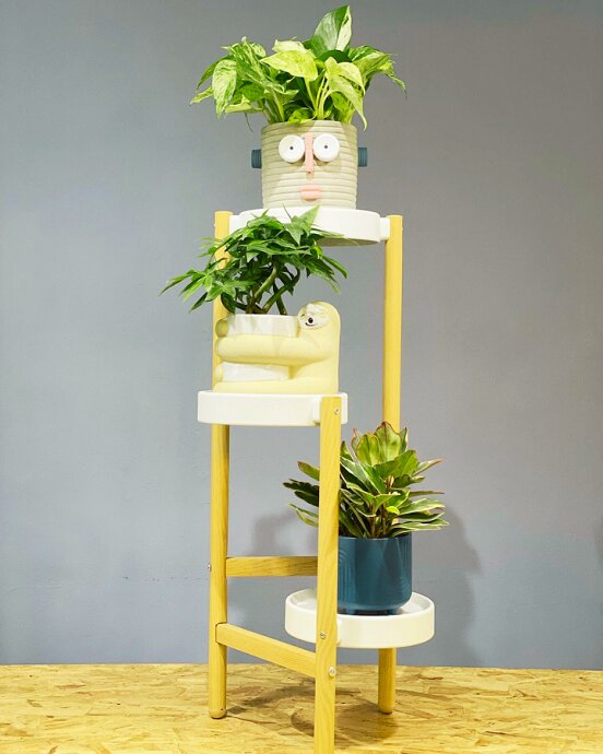 Rooted sg 3-tier plant stand - Create a Stunning Display with a Tiered Shelving Garden
