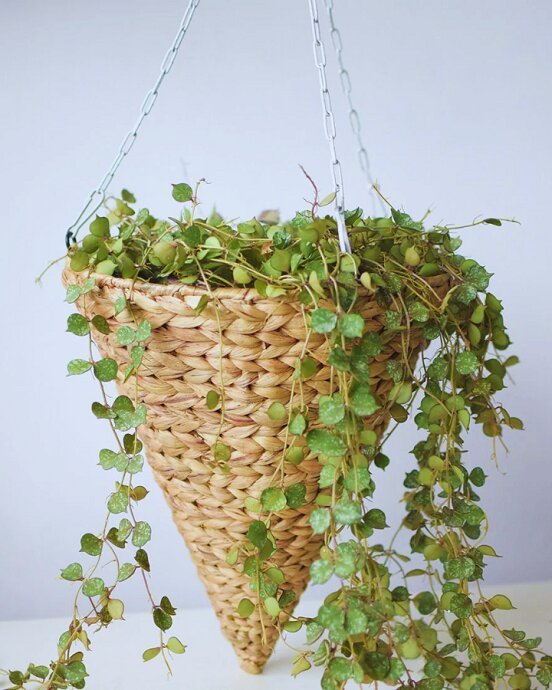 Tumbleweed indoor Woven Planter - Add Bohemian Style with Woven Planter Baskets